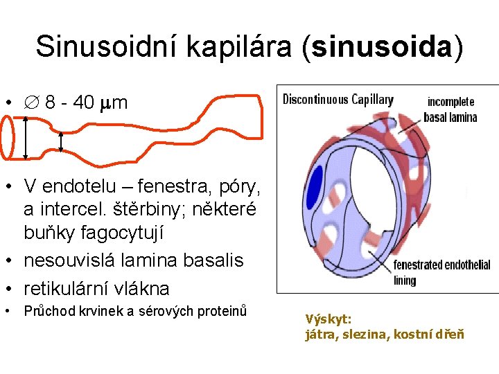 Sinusoidní kapilára (sinusoida) • 8 - 40 m • V endotelu – fenestra, póry, Sinusoidní kapilára (sinusoida) • 8 - 40 m • V endotelu – fenestra, póry,
