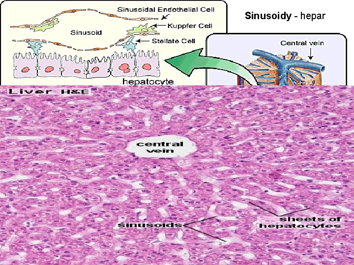 Sinusoidy - hepar Sinusoidy - hepar