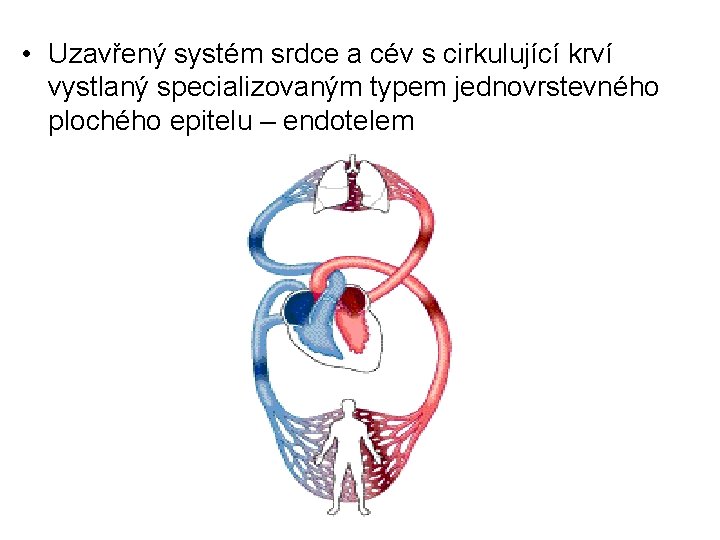 • Uzavřený systém srdce a cév s cirkulující krví vystlaný specializovaným typem jednovrstevného • Uzavřený systém srdce a cév s cirkulující krví vystlaný specializovaným typem jednovrstevného
