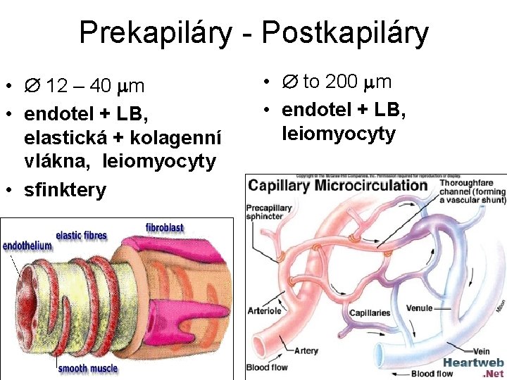 Prekapiláry - Postkapiláry • 12 – 40 m • endotel + LB, elastická + Prekapiláry - Postkapiláry • 12 – 40 m • endotel + LB, elastická +