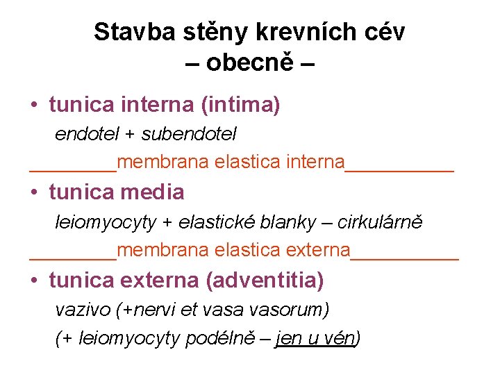 Stavba stěny krevních cév – obecně – • tunica interna (intima) endotel + subendotel Stavba stěny krevních cév – obecně – • tunica interna (intima) endotel + subendotel
