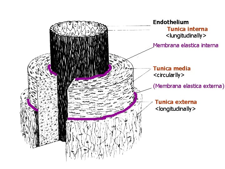 Endothelium Tunica interna <lungitudinally> Membrana elastica interna Tunica media <circularlly> (Membrana elastica externa) Tunica Endothelium Tunica interna <lungitudinally> Membrana elastica interna Tunica media <circularlly> (Membrana elastica externa) Tunica