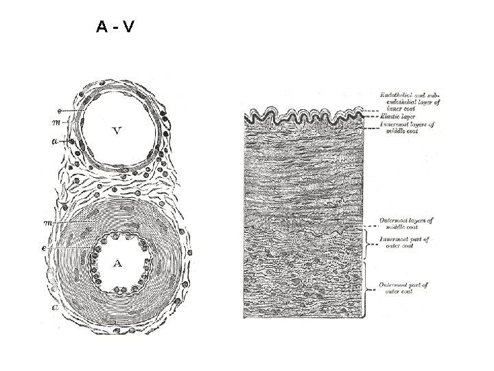 A-V A-V