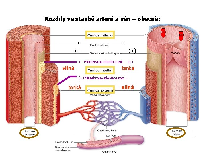 Rozdíly ve stavbě arterií a vén – obecně: + + ++ (+) + Membrana Rozdíly ve stavbě arterií a vén – obecně: + + ++ (+) + Membrana