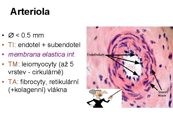 Arteriola < 0. 5 mm TI: endotel + subendotel membrana elastica int. TM: leiomyocyty Arteriola < 0. 5 mm TI: endotel + subendotel membrana elastica int. TM: leiomyocyty