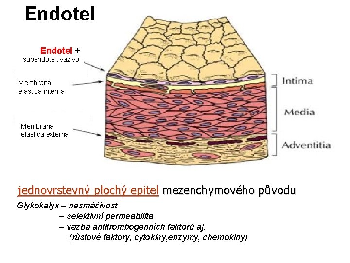 Endotel + subendotel. vazivo Membrana elastica interna Membrana elastica externa jednovrstevný plochý epitel mezenchymového Endotel + subendotel. vazivo Membrana elastica interna Membrana elastica externa jednovrstevný plochý epitel mezenchymového