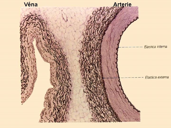 Véna Arterie Véna Arterie