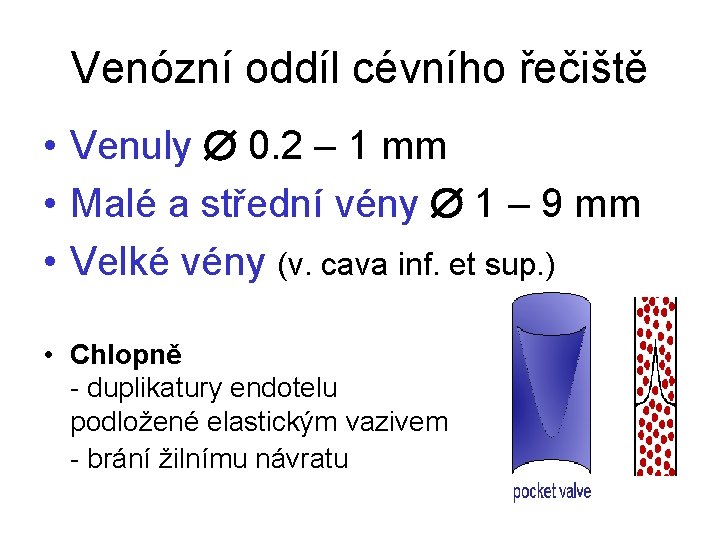 Venózní oddíl cévního řečiště • Venuly 0. 2 – 1 mm • Malé a Venózní oddíl cévního řečiště • Venuly 0. 2 – 1 mm • Malé a