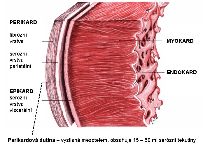 PERIKARD fibrózní vrstva MYOKARD serózní vrstva parietální ENDOKARD EPIKARD serózní vrstva viscerální Perikardová dutina PERIKARD fibrózní vrstva MYOKARD serózní vrstva parietální ENDOKARD EPIKARD serózní vrstva viscerální Perikardová dutina