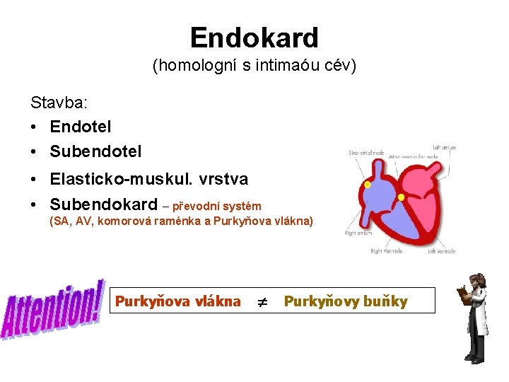 Endokard (homologní s intimaóu cév) Stavba: • Endotel • Subendotel • Elasticko-muskul. vrstva • Endokard (homologní s intimaóu cév) Stavba: • Endotel • Subendotel • Elasticko-muskul. vrstva •