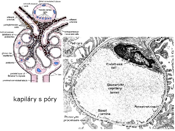 kapiláry s póry kapiláry s póry