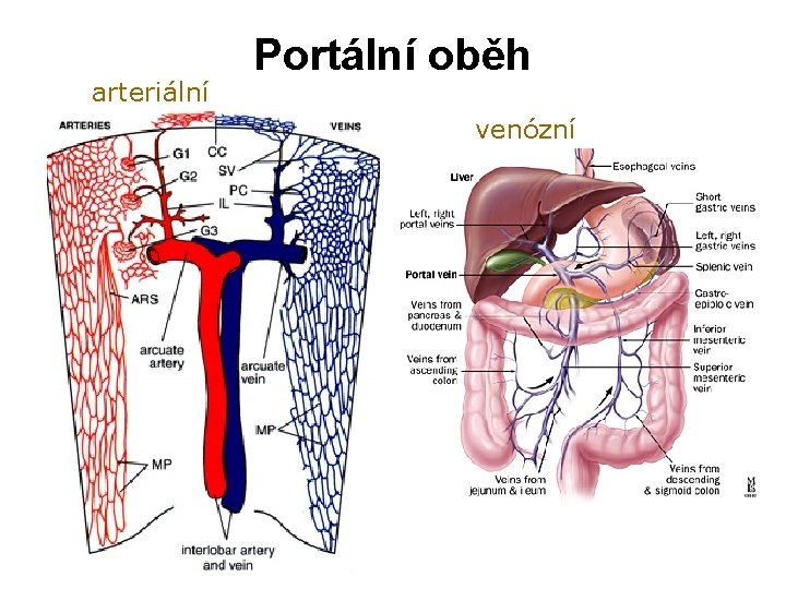 arteriální Portální oběh venózní arteriální Portální oběh venózní