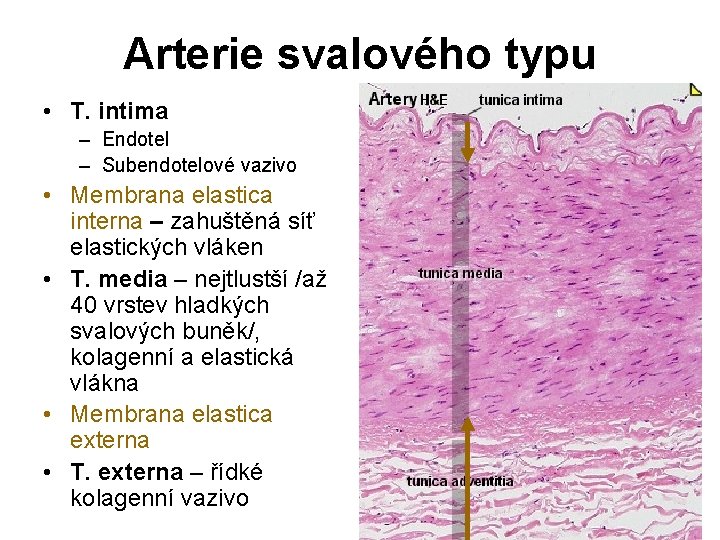 Arterie svalového typu • T. intima – Endotel – Subendotelové vazivo • Membrana elastica Arterie svalového typu • T. intima – Endotel – Subendotelové vazivo • Membrana elastica