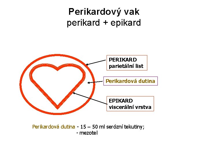 Perikardový vak perikard + epikard PERIKARD parietální list Perikardová dutina EPIKARD viscerální vrstva Perikardová Perikardový vak perikard + epikard PERIKARD parietální list Perikardová dutina EPIKARD viscerální vrstva Perikardová