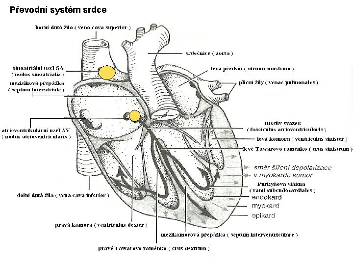 Převodní systém srdce Převodní systém srdce