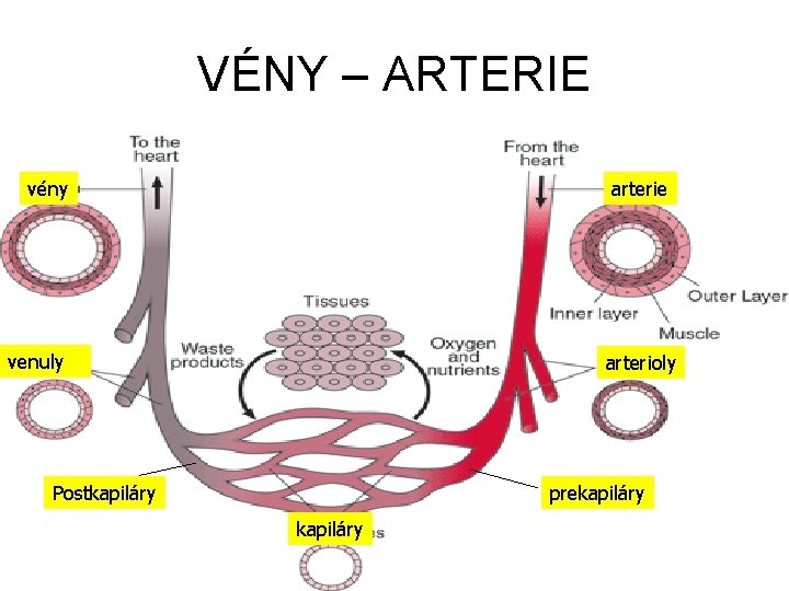 VÉNY – ARTERIE vény arterie venuly arterioly Postkapiláry prekapiláry VÉNY – ARTERIE vény arterie venuly arterioly Postkapiláry prekapiláry
