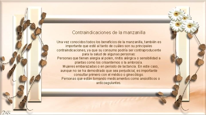 Contraindicaciones de la manzanilla Una vez conocidos todos los beneficios de la manzanilla, también