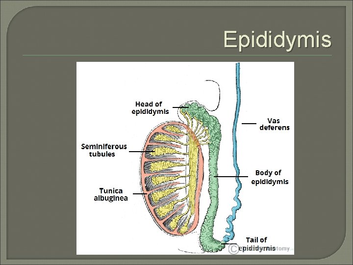 Epididymis 