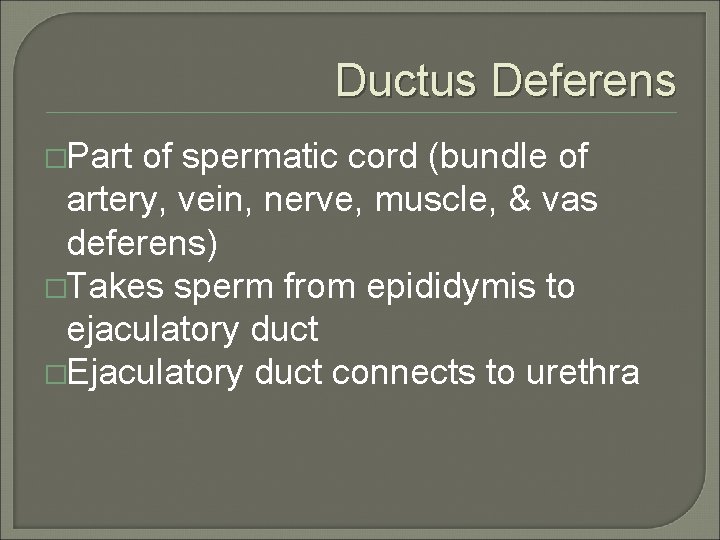 Ductus Deferens �Part of spermatic cord (bundle of artery, vein, nerve, muscle, & vas