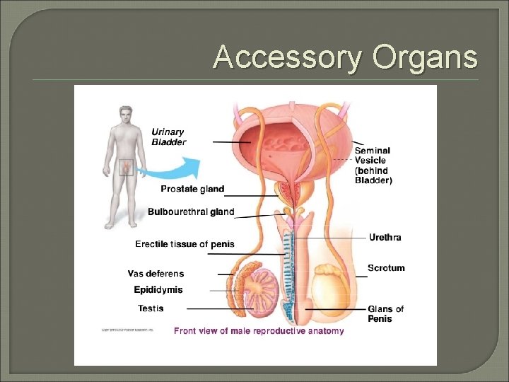 Accessory Organs 