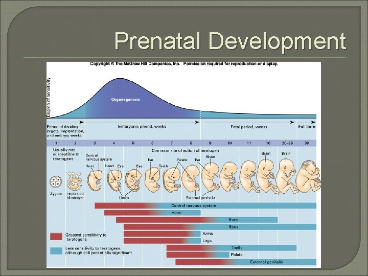 Prenatal Development 