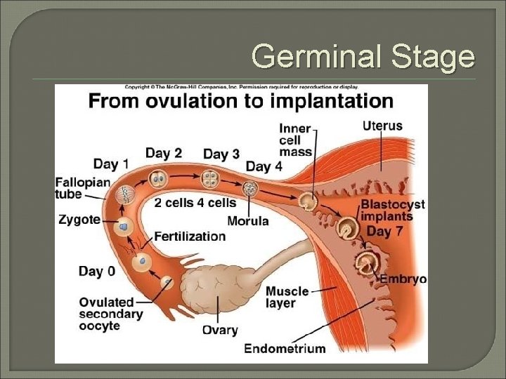 Germinal Stage 