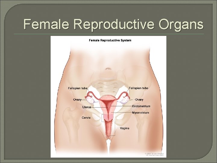 Female Reproductive Organs 