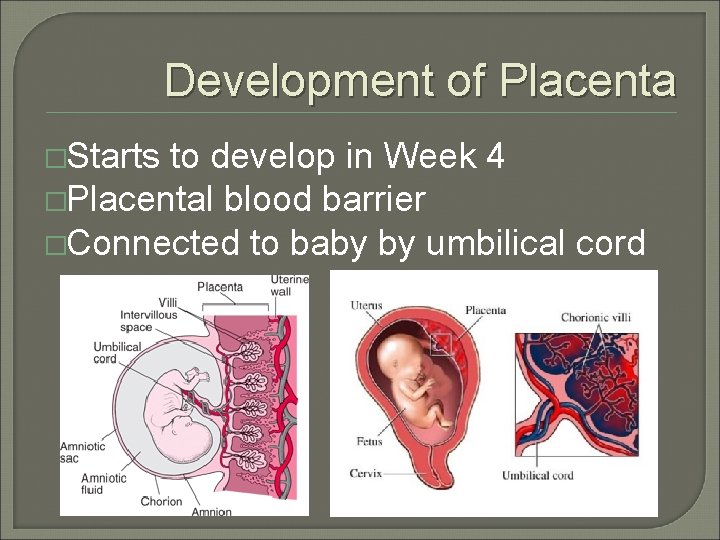 Development of Placenta �Starts to develop in Week 4 �Placental blood barrier �Connected to