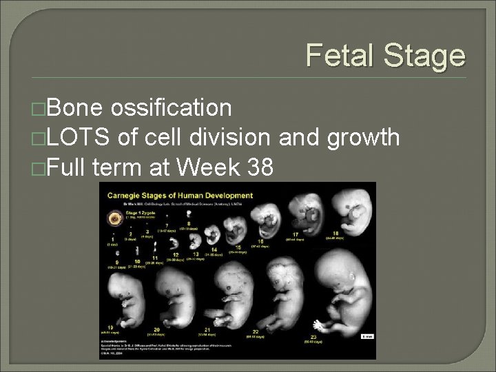 Fetal Stage �Bone ossification �LOTS of cell division and growth �Full term at Week