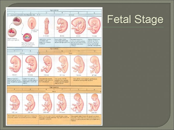 Fetal Stage 