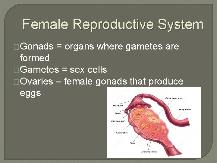 Female Reproductive System �Gonads = organs where gametes are formed �Gametes = sex cells