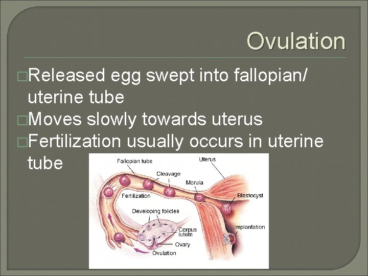 Ovulation �Released egg swept into fallopian/ uterine tube �Moves slowly towards uterus �Fertilization usually