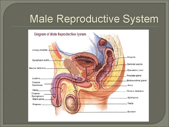 Male Reproductive System 