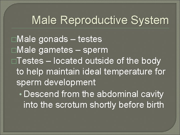 Male Reproductive System �Male gonads – testes �Male gametes – sperm �Testes – located