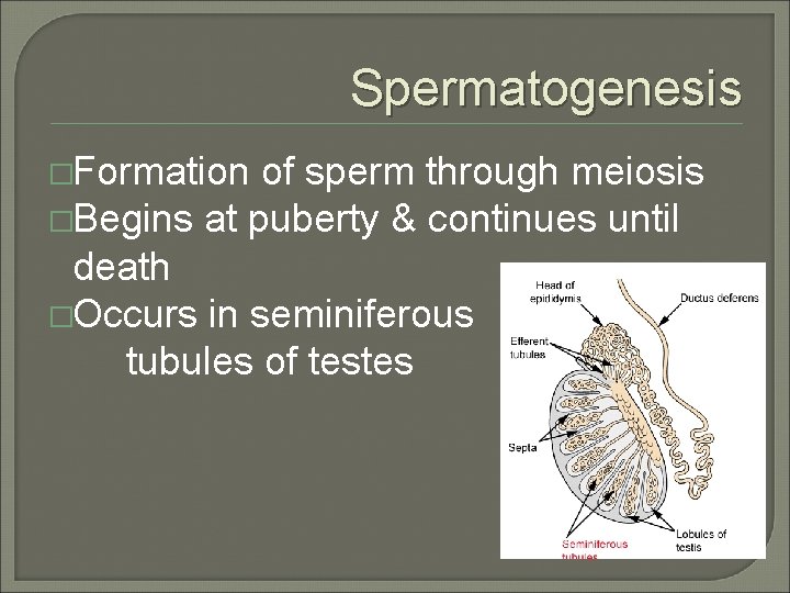 Spermatogenesis �Formation of sperm through meiosis �Begins at puberty & continues until death �Occurs