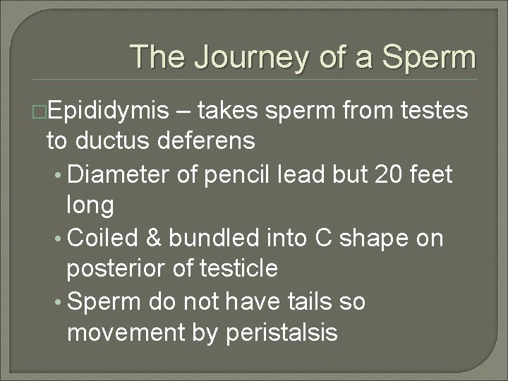 The Journey of a Sperm �Epididymis – takes sperm from testes to ductus deferens