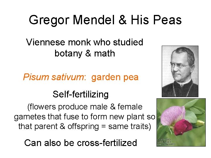 Gregor Mendel & His Peas Viennese monk who studied botany & math Pisum sativum: