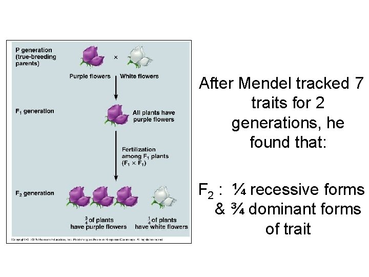 After Mendel tracked 7 traits for 2 generations, he found that: F 2 :
