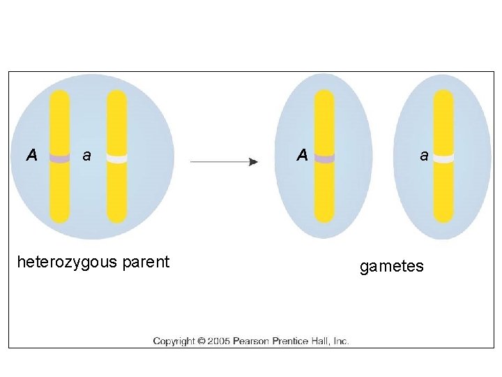 A a heterozygous parent A a gametes 