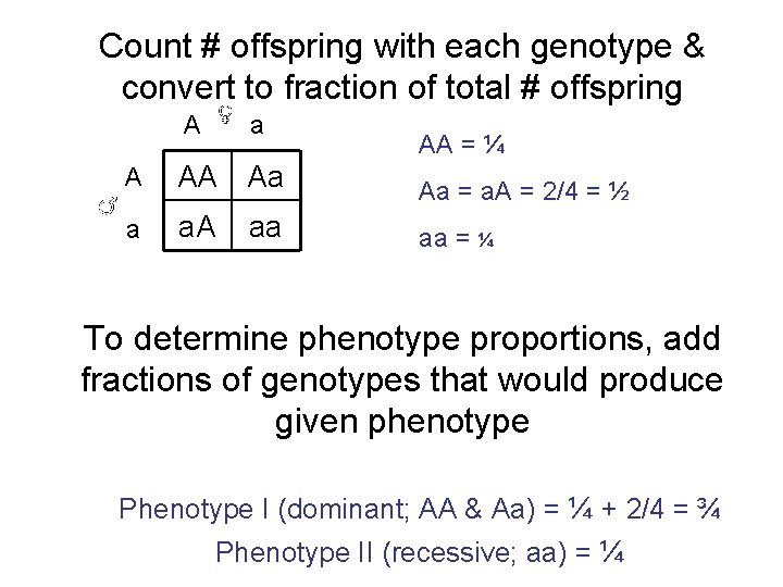 Count # offspring with each genotype & convert to fraction of total # offspring