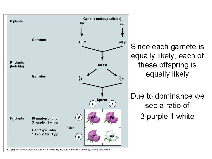 Since each gamete is equally likely, each of these offspring is equally likely Due