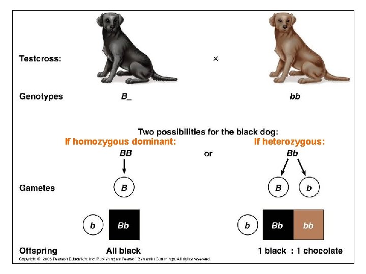 If homozygous dominant: If heterozygous: 