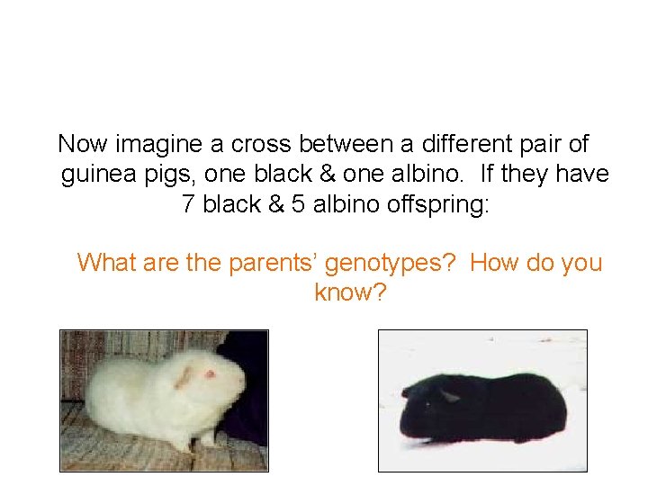 Now imagine a cross between a different pair of guinea pigs, one black &