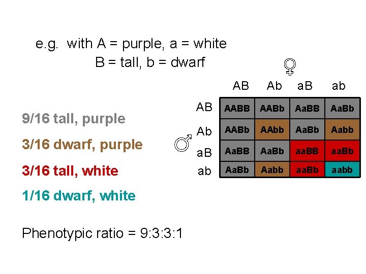 e. g. with A = purple, a = white B = tall, b =