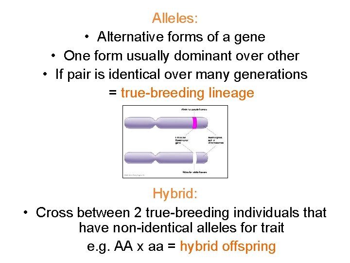 Alleles: • Alternative forms of a gene • One form usually dominant over other