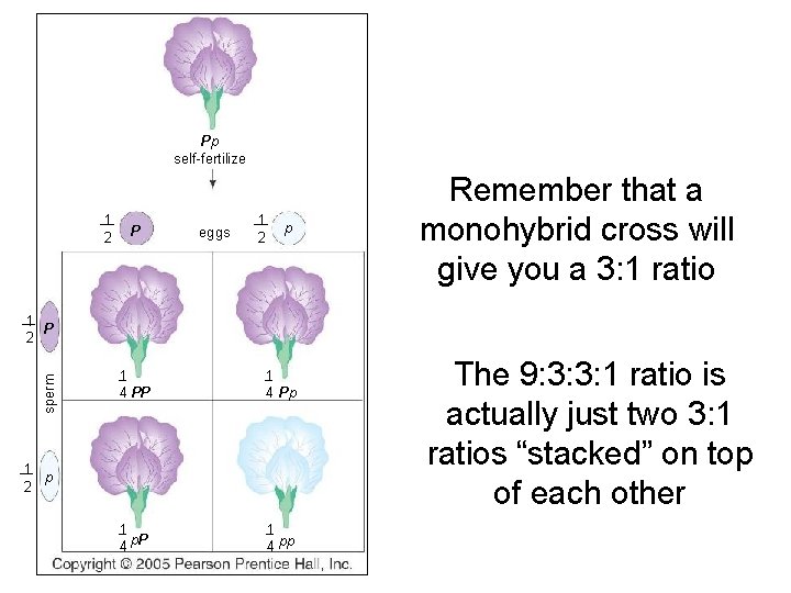 Pp self-fertilize 1 2 P eggs 1 2 p Remember that a monohybrid cross
