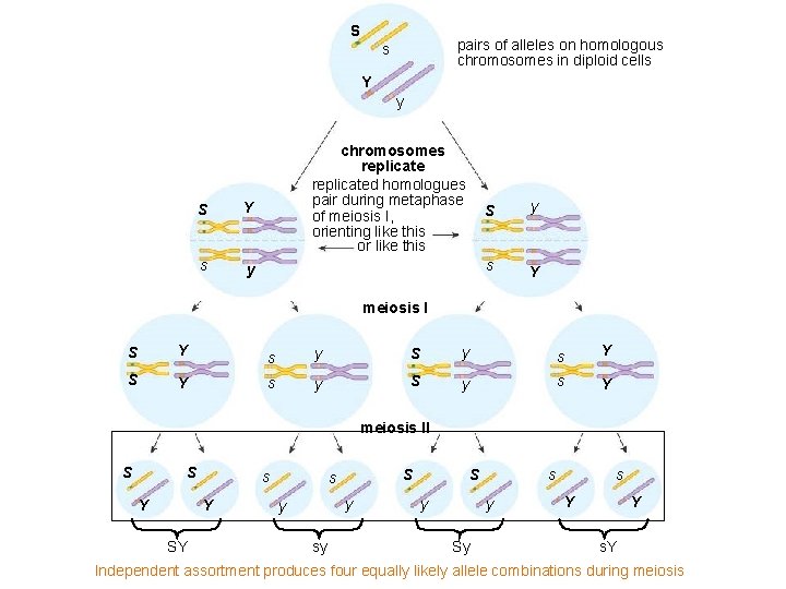 S pairs of alleles on homologous chromosomes in diploid cells s Y y S