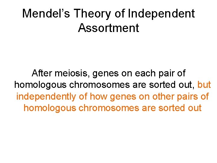 Mendel’s Theory of Independent Assortment After meiosis, genes on each pair of homologous chromosomes