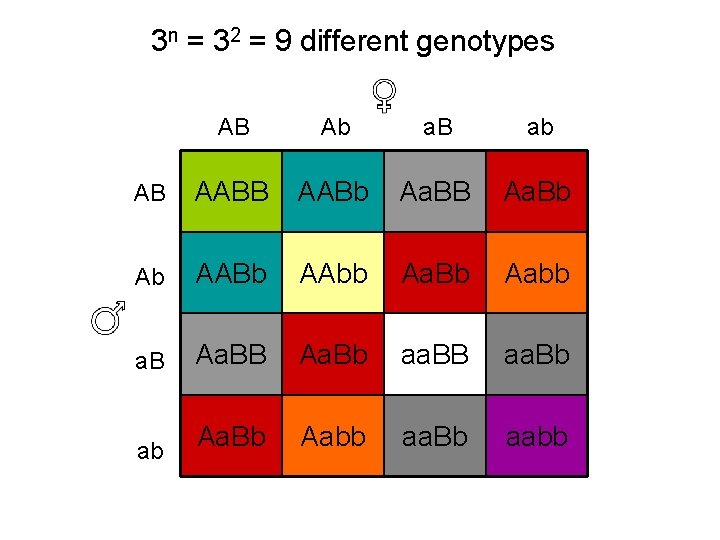 3 n = 32 = 9 different genotypes AB Ab a. B ab AB