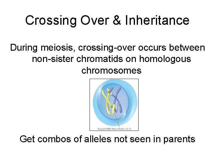 Crossing Over & Inheritance During meiosis, crossing-over occurs between non-sister chromatids on homologous chromosomes